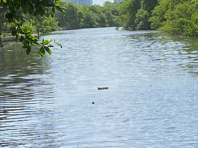 Floating debris and garbage drifting on North Fork water surface