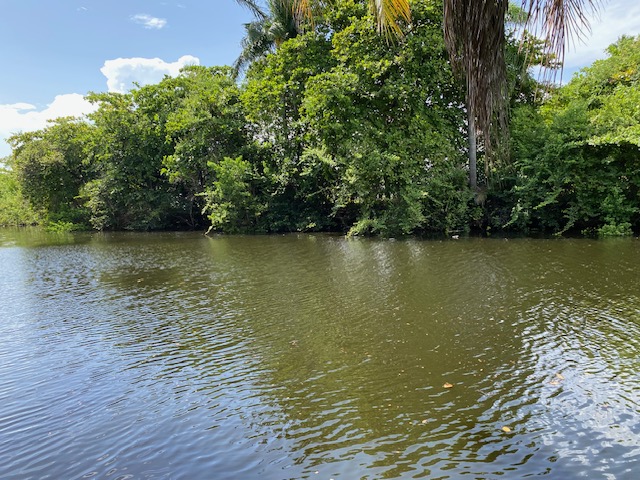 Dense native shoreline canopy along the North Fork in Sweeting Estates